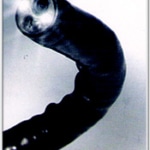 Fibroscopio veterinario13 mm x 1650 mm para medianas y grandes especies-1800